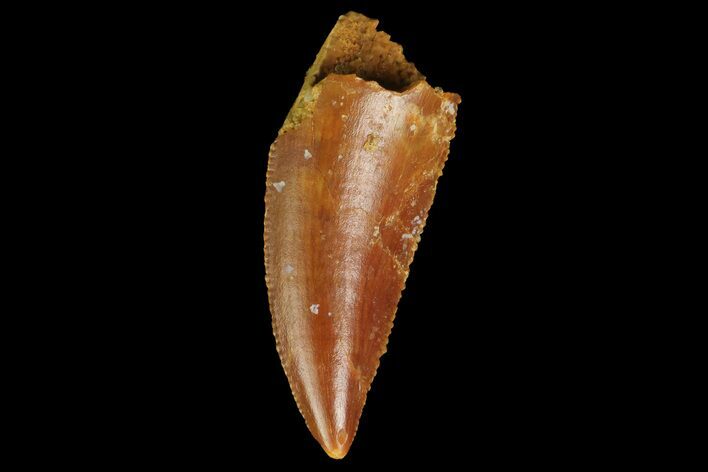 Serrated, Raptor Tooth - Real Dinosaur Tooth #176213